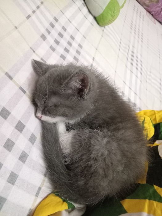 Отдам даром котенка