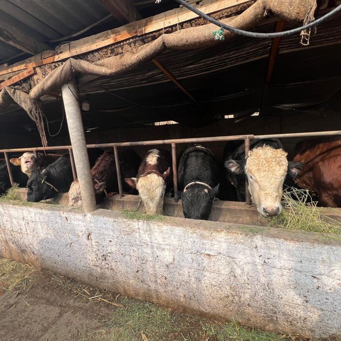 Пуха быки оптом 10 бас