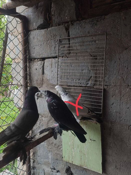 Голуби Сочи, жуки на продажу