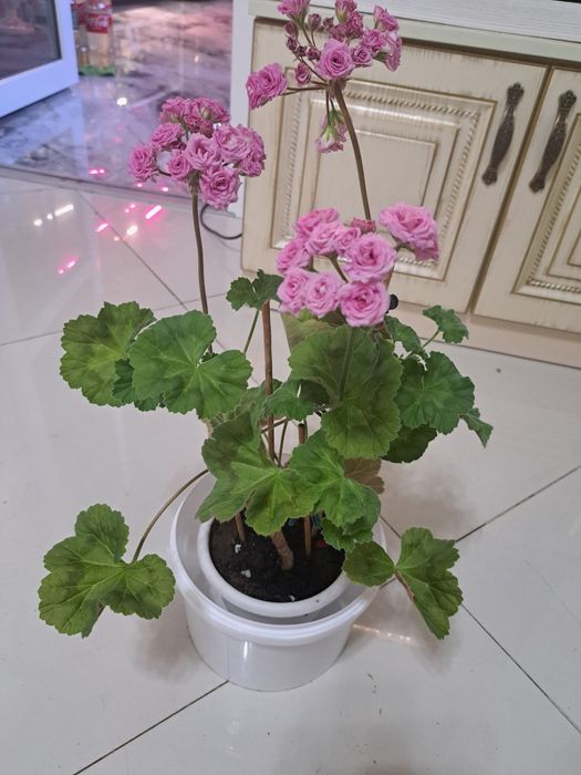 Коллекционная пеларгония