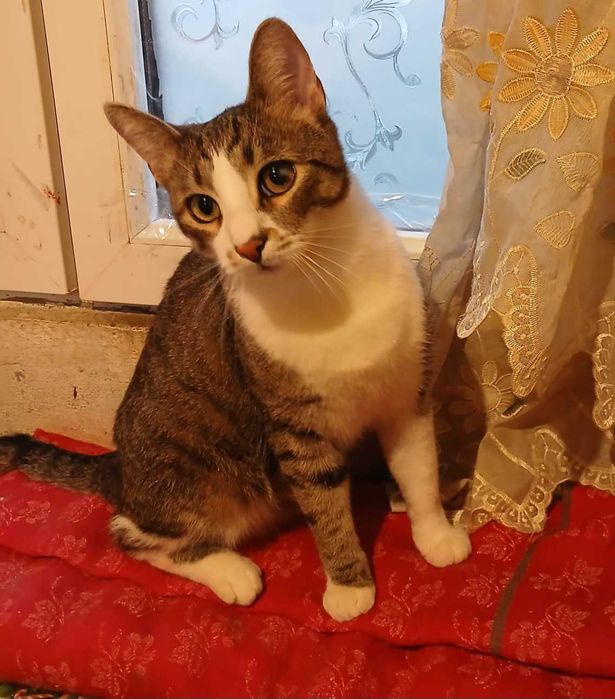 Adoptie motan castrat Petrica