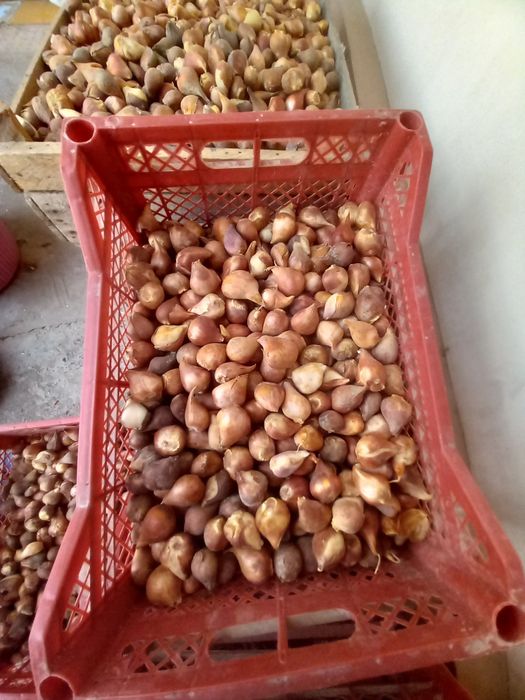 Лола пийози сотилади хозир экиладигон