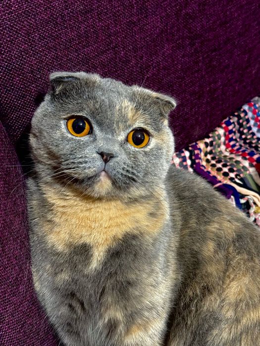 Кошка шотландская вислоухая