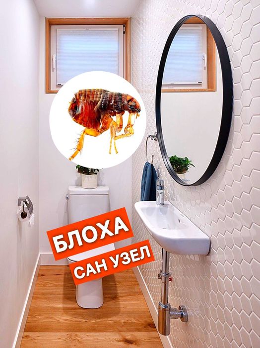 Дезинфекция от блох