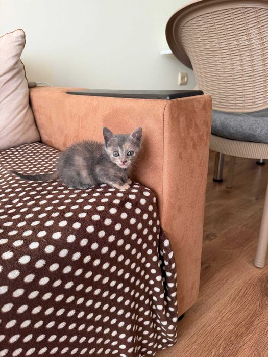 Котенца момче и момиче на 2 месеца търсят дом