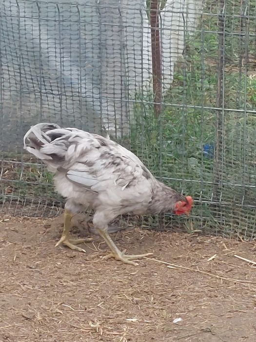 Cocos Australorp  5 luni negri ,gri/splash