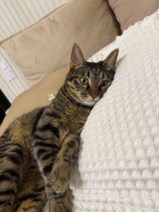 Отдам домашнего кота в хорошую семью бесплатно