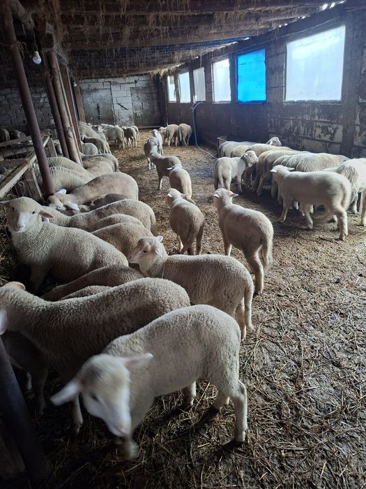 Vând miei merinos de palas