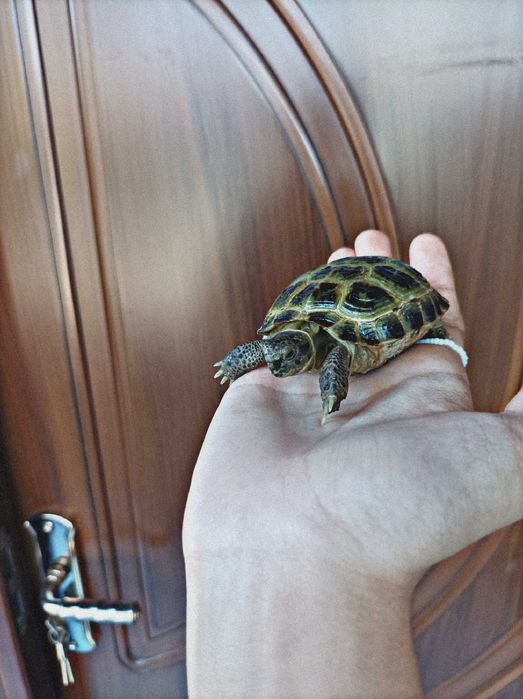 Toshbaqa bolasi sotiladi! (Продается Черепаха)