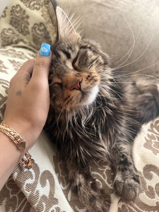 Кошечка Мейн кун