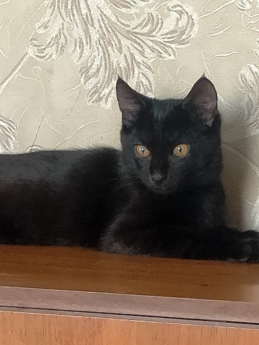 Котята . возраст  3,5мес.