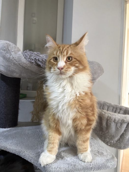 Maine Coon baietel EXTRA PUPACIOS!
