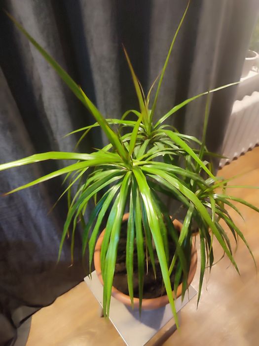 ДРАЦЕНА большая(более 7лет)