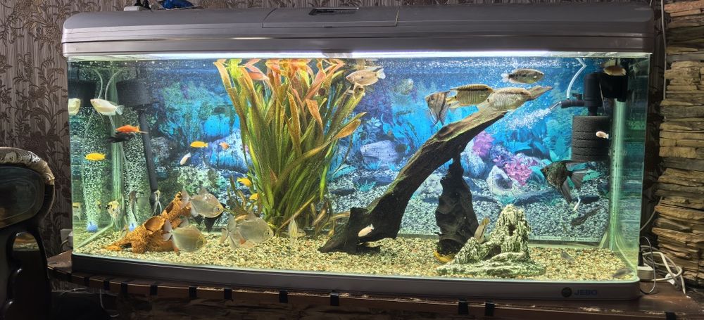 Аквариумные рыбы ( Цихлиды и Метиннисы)