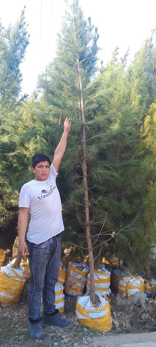 Qirim archalar ham bor