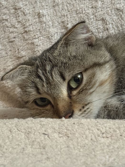 Котик в добрые ручки