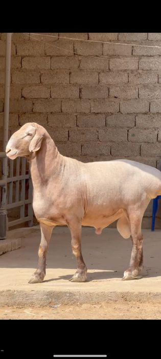 Qoy qochqor  qassob 85 mindan ichida wivoy