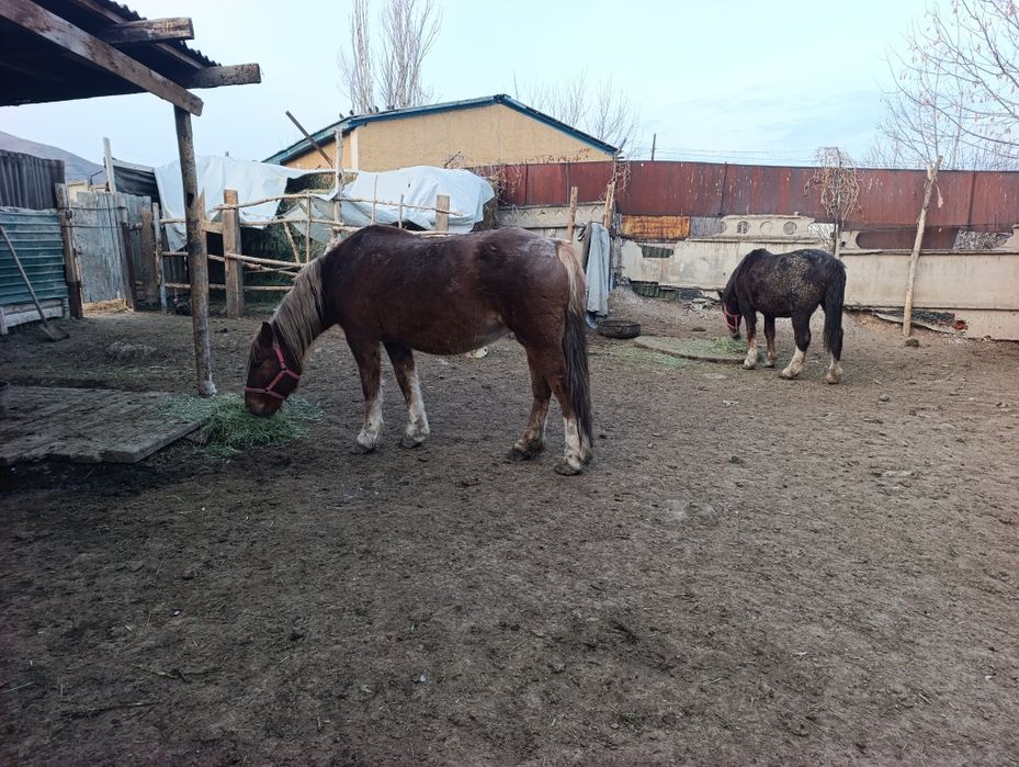 Бие кобылы Новоалтайск