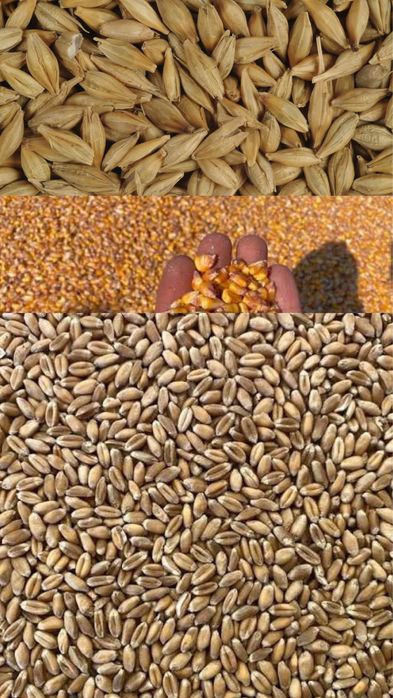 Cereale grâu porumb orz