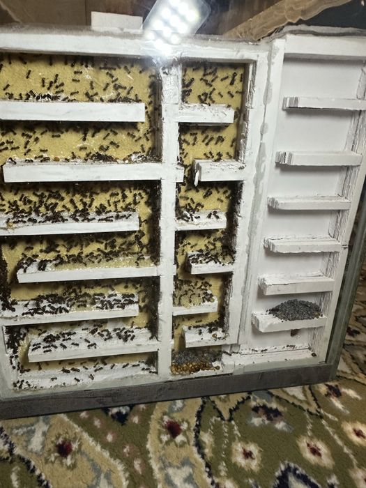 Муравьи ( муравьиная ферма ) состав 1/1000+