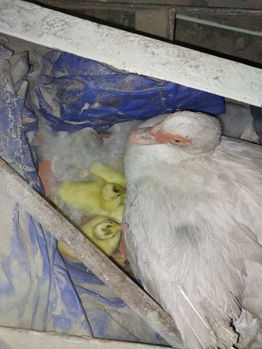 Indoutka bolalari bilan birga