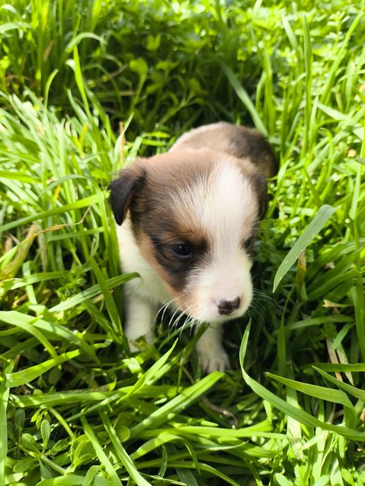 Четирима красавици си търсят дом