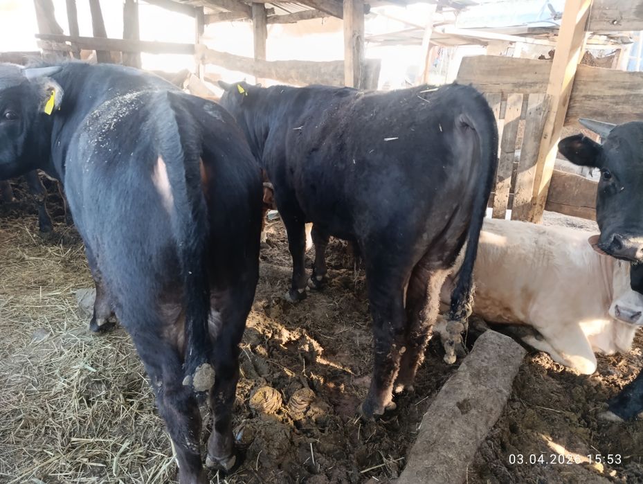 Продам хороших бычков