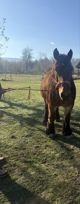 iapa Ardeneză adusa din franta cu pedigree