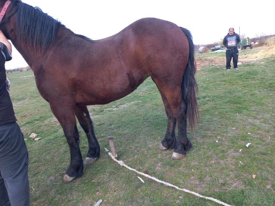 „De vânzare doi cai tineri