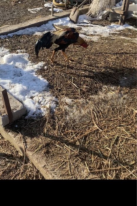 Дакан бойцовая птица