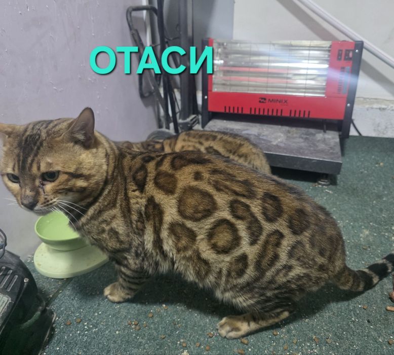 Бенгал мушукчалар сотилади.