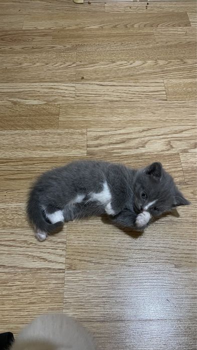 Британские котенок срочнооо