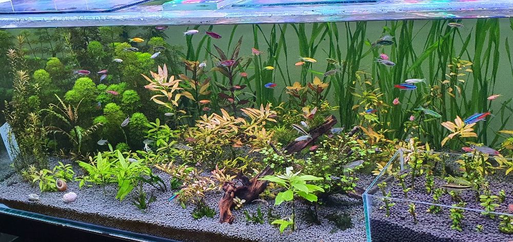 Акаариумные растение