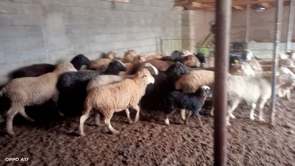 Беременные барашки