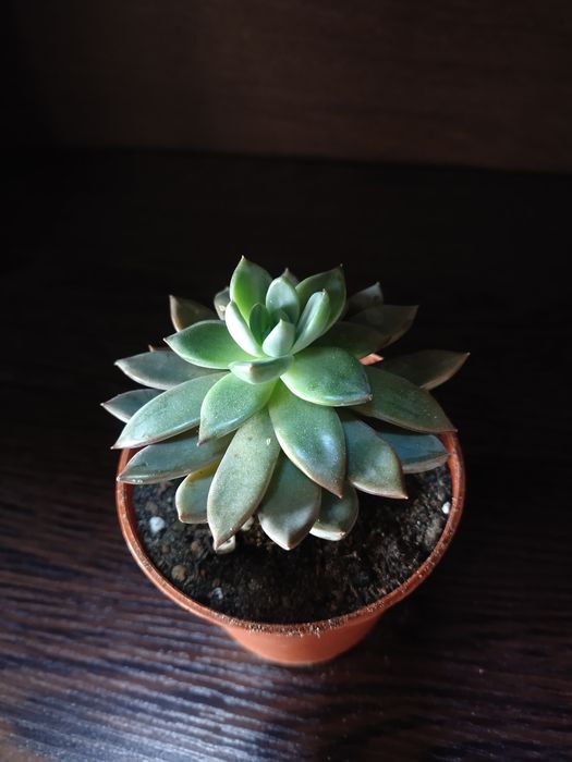 Срочно продаётся Каменная роза