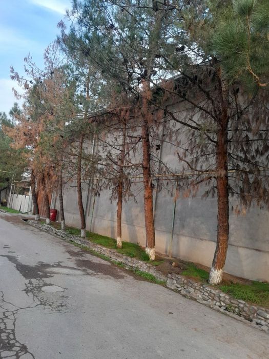 Кибрай туманида тайер ферма сотилади 22 соток