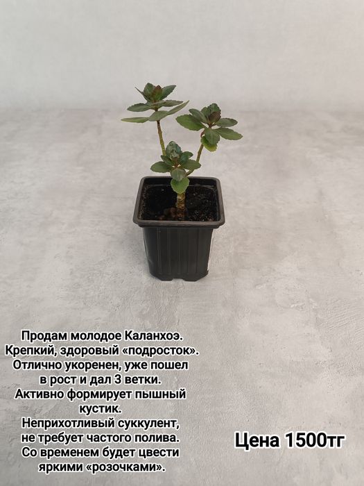 Комнатные цветы суккуленты