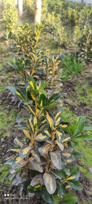 Оптом цены! бересклеты японские для сада — яркость и уход без усилий!