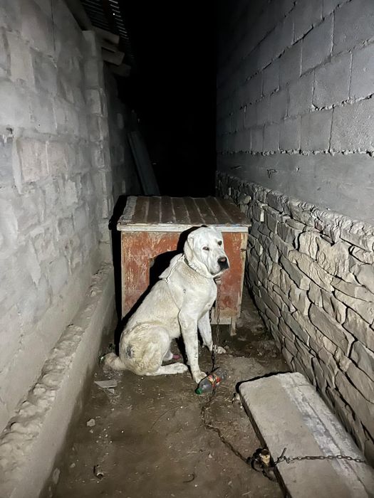 Алабай 1,8 год линия қарабас