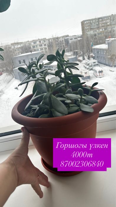 Комнатные цветы