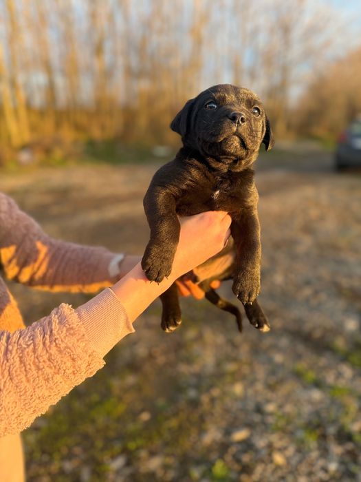 Кученца Кане Корсо