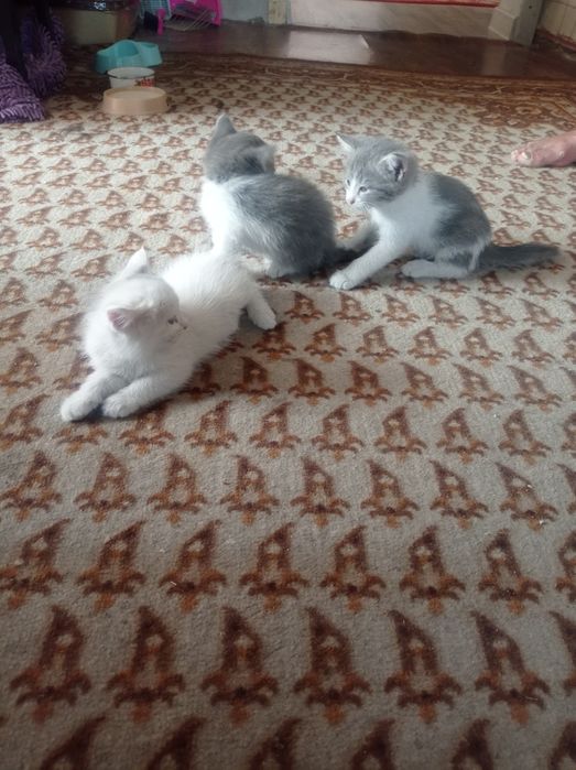 Отдам котят в хорошие заботливые руки