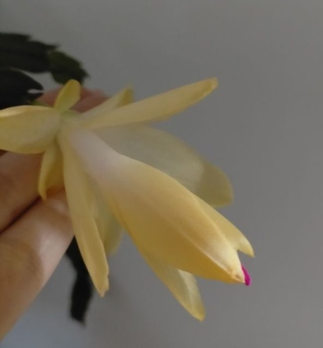 Декабрист шлюмбергера