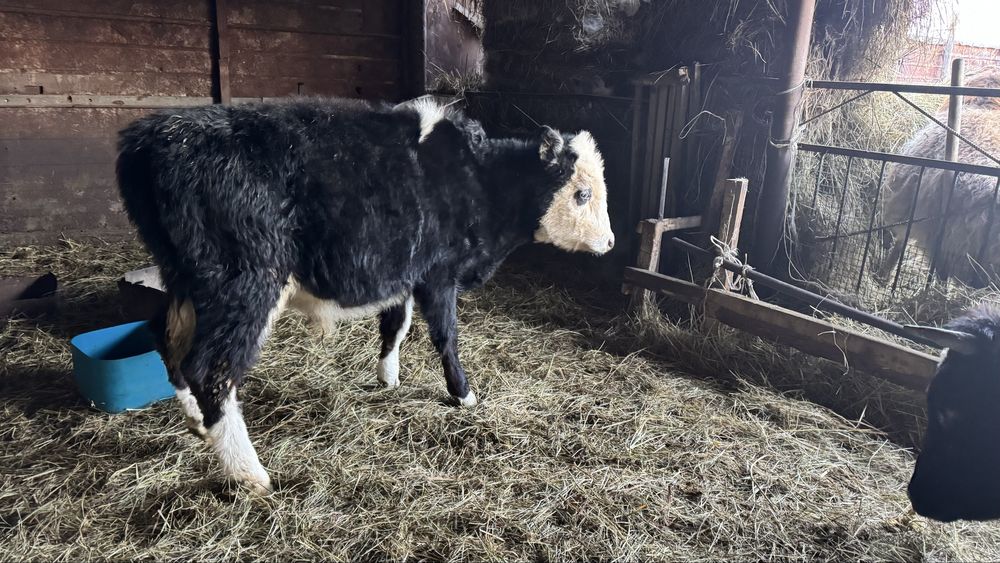 Продам телок/тайынша