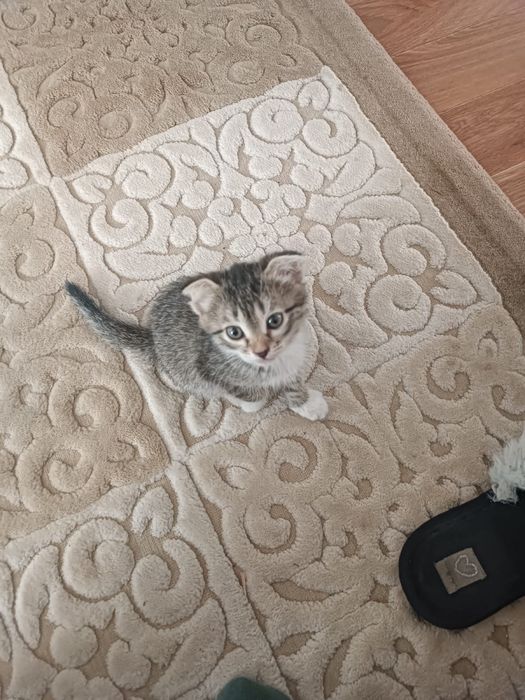 Шотландский кошка продается Атырау