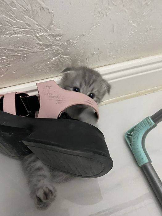 Вислоухие шотландские котята