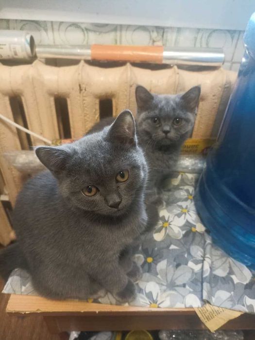 Продам котят британской породы