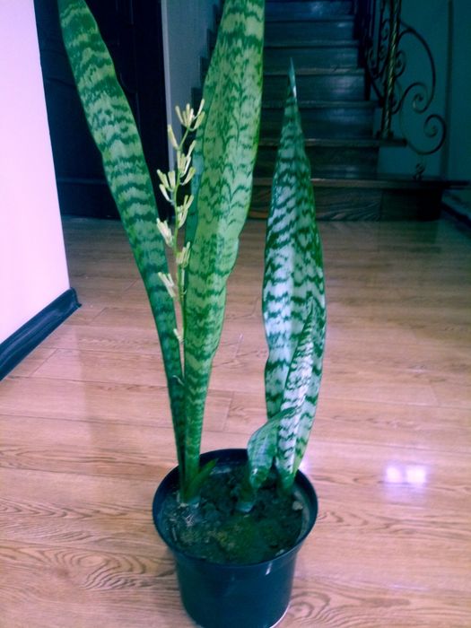 Сансивьера - санитар воздуха