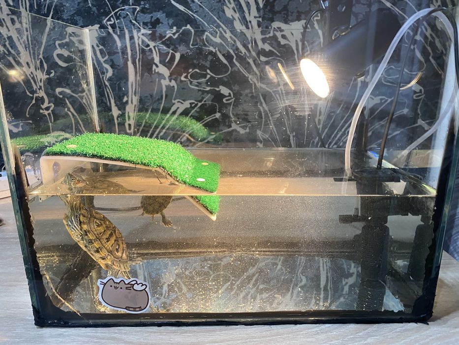 Красноухие черепахи