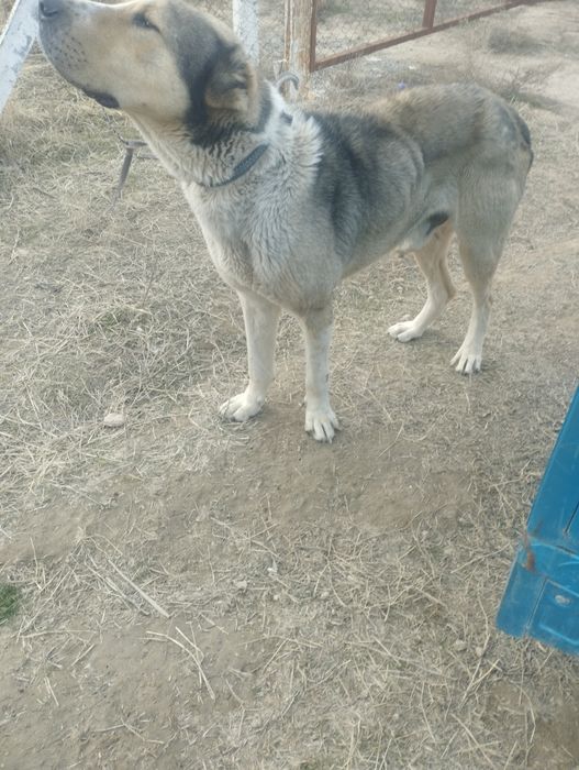 Кучук  сотилади соглом